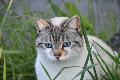 Warm cat