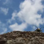 Earth energy
