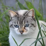 Warm cat